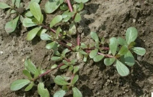 Vista 4 de Más de 1500 semillas de verdolaga Plantas verdes Semillas frescas de jardín