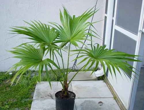 Vista 2 de Semillas de palmera china (Livistona chinensis) Árbol perenne de interior para plantar