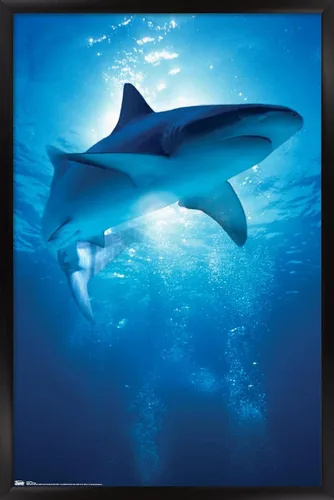 Vista 8 de Trends International Póster de pared de tiburón, 14.6 x 22.4 in, versión enmarcada de madera de granero
