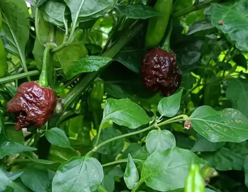 Vista 4 de 100 piezas de chocolate Carolina Reaper semillas de chile picante semillas de pimiento picante reliquia