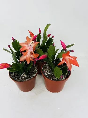 Vista 2 de Tres Cactus de Navidad Rojos en Flor - Maceta de 4 Pulgadas - Plantas Zygocactus