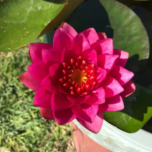 Vista 3 de Tubérculos de lirio de agua vivos, rizoma de lirio resistente precultivado en blanco, rosa, rojo, amarillo, naranja, morado (naranja)