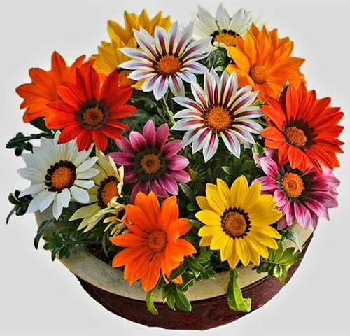 Vista 6 de 100 semillas de Gazania mezcla a rayas flores plantas de cobertura del suelo raras crecen fácilmente - PeavyTailor