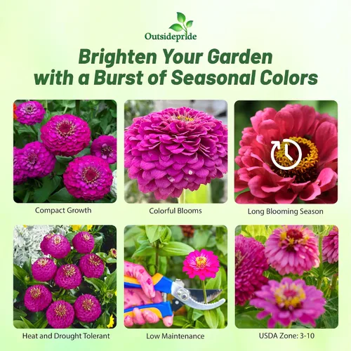 Vista 2 de Outsidepride - Zinnia Elegans, 2000 semillas anuales, Lilliput Purple, flores para plantar, color morado