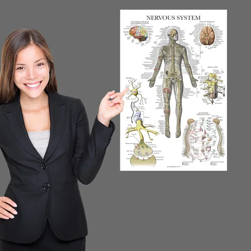Vista 5 de Palace Learning Paquete de 2 pósteres de anatomía de nervios espinales y sistema nervioso, juego de 2 gráficos anatómicos, columna