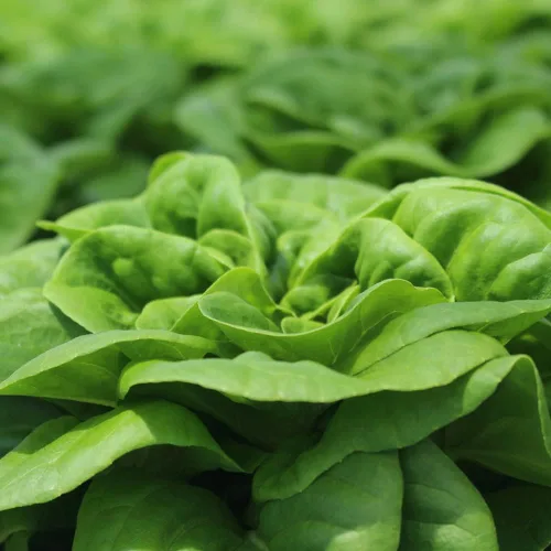 Vista 7 de Semillas de Lechuga (Buttercrunch) (2300 Semillas)
