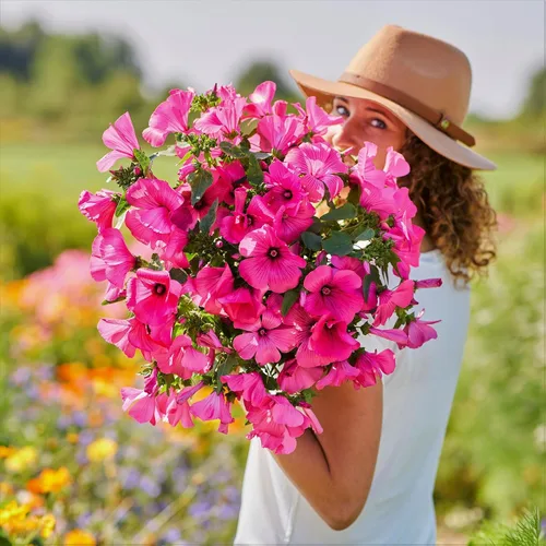 Vista 4 de Eden Brothers Semillas de malva rosa - Loveliness
