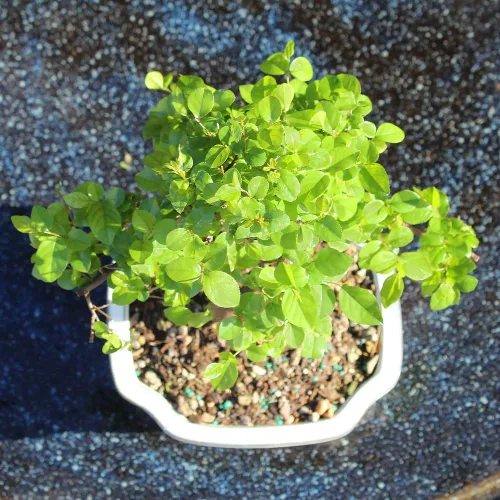 Vista 9 de Árbol bonsai vivo enano de granada de Brussel's Bonsai - Grande, 6 años, 12 a 16 pulgadas de alto - Árbol bonsai vivo para exteriores con maceta