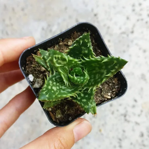Vista 3 de Aloe Juvenna Tiger Tooth Aloe Suculentas (2 pulgadas) – Suculentas con poca luz de 2 pulgadas – Suculentas de interior de fácil cuidado – Planta