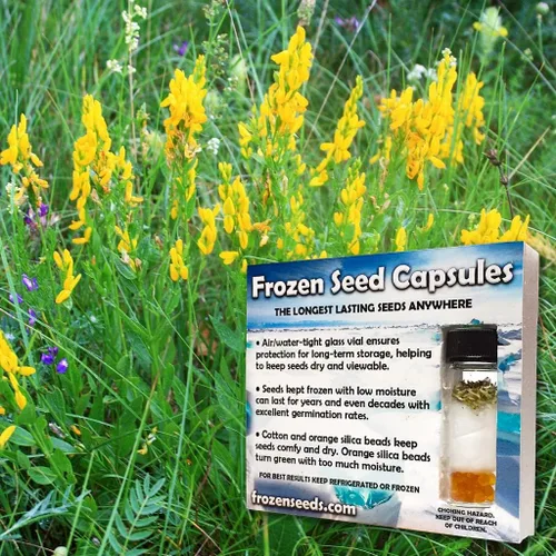 Vista 2 de Dyer's Broom Seeds (Genista tinctoria) Paquete de 10 Semillas