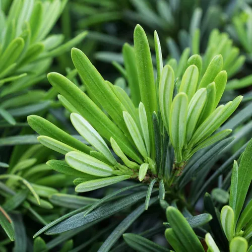 Vista 3 de Podocarpus Macrophyllus Pringles enano - 3 plantas vivas - Denso de hoja perenne bajo seto o bonsái