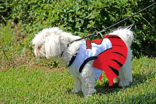 Vista 4 de Pets First NCAA Louisville Cardinals - Traje de animadora para perro, talla S