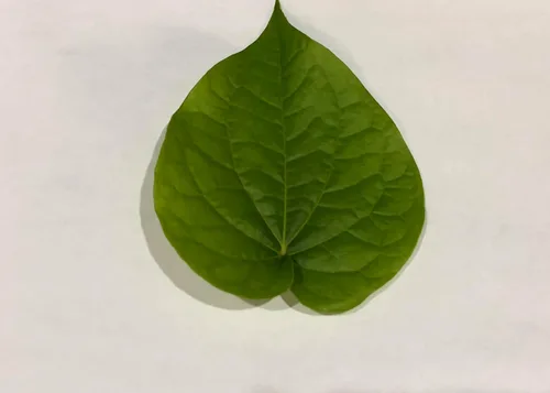 Vista 5 de Hoja de betel fresca, Paan, Piper Betel (10) no es una planta seleccionada a mano de primera calidad – Para masticar, puja religiosa, uso ayurvédico