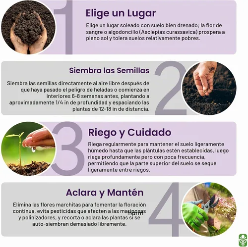 Vista 5 de Semillas de algodoncillo de flor de sangre: alimento y planta huésped para mariposas monarca.