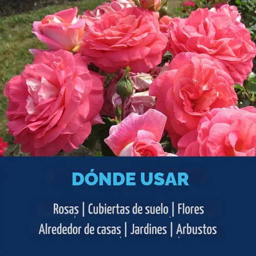 Vista 9 de BioAdvanced 2 en 1 Systemic Rose and Flower Care II, gránulos, 5 libras con insecticida BioAdvanced Rose and Flower, listo para usar, 24 onzas