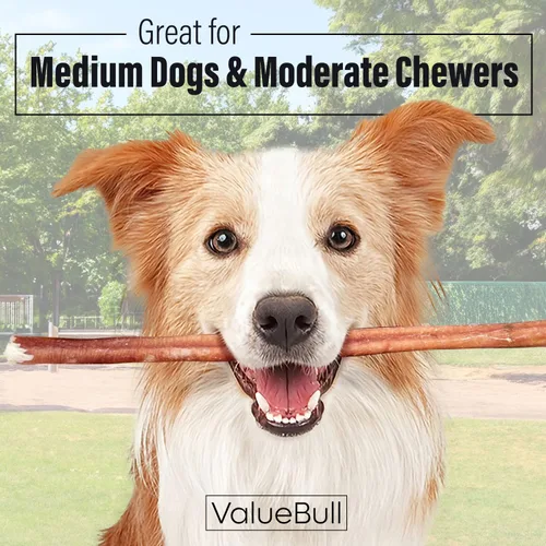 Vista 2 de ValueBull Bully Sticks para perros, medianos de 12 pulgadas, 100 unidades, totalmente naturales, alimentados con pasto, de un solo ingrediente