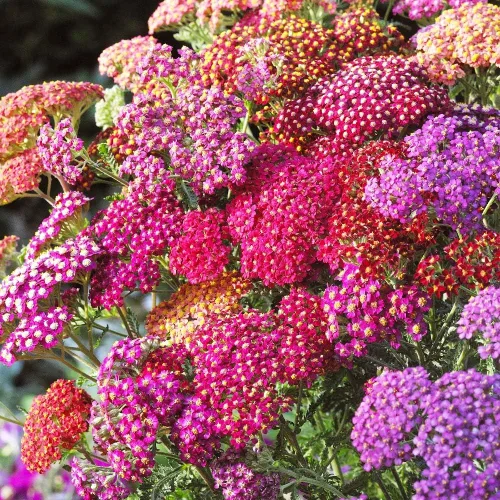 Vista 3 de Semillas Milfoil Mix (Achillea millefolium) Flores perennes
