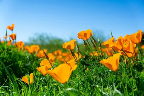 Vista 8 de California Poppy Kit de cultivo de semillas de flores The Jonsteen Company
