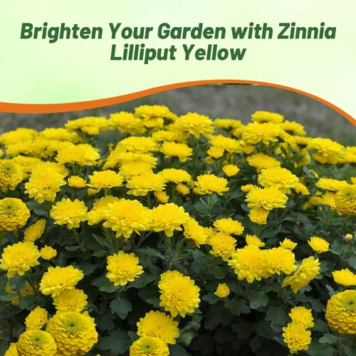 Vista 5 de Outsidepride - Zinnia Elegans, 1000 semillas anuales, Lilliput Yellow, flores para plantar, color amarillo