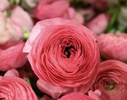 Vista 2 de Votaniki Ranunculus Aviv Rose "Persian Buttercup" - Bulbos de ranúnculo perennes para plantar Floraciones de larga duración - Complemento perfecto