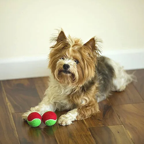 Vista 5 de Midlee Pelotas de tenis de Navidad para perros de 1.5 pulgadas, color rojo y verde, paquete de 12 Regalo de regalo con colores festivos chirriantes