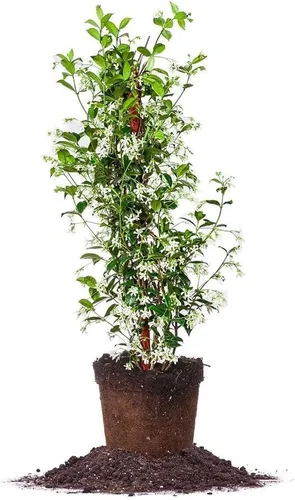 Vista 6 de Perfect Plants Planta viva de jazmín confederado, maceta de 1 galón, incluye guía de cuidado Sweetly fragrant pale pinwheel blooms, zones 7-11