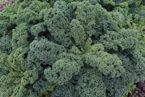 Vista 3 de Repollo gigante de col rizada Arbusto de dinosaurio vegetal sin OMG para plantar