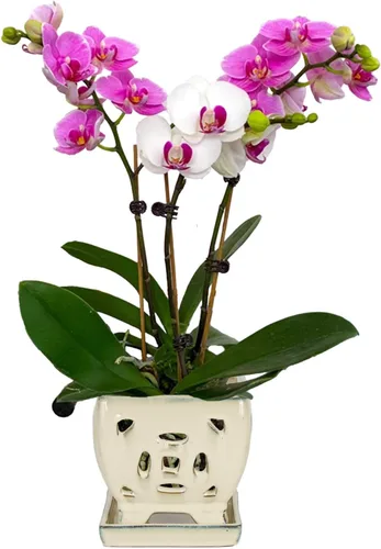 Vista 12 de W&W Maceta de orquídeas con agujeros y platillo para trasplantar, azul, 6.5 pulgadas