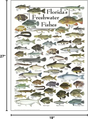 Vista 3 de Earth Sky + Water - Peces de agua dulce de la Florida - Póster Blanco