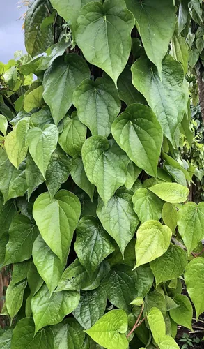 Vista 4 de Hoja de betel fresca, Paan, Piper Betel (10) no es una planta seleccionada a mano de primera calidad – Para masticar, puja religiosa, uso ayurvédico