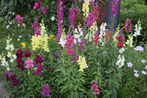 Vista 4 de Snapdragon Cenicienta Mix Flores Anuales Gigantes Altas Delphinium