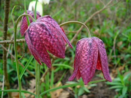 Vista 2 de 10 Semillas de flores Checker Lily Fritillaria Affinis Chocolate Mission Bells