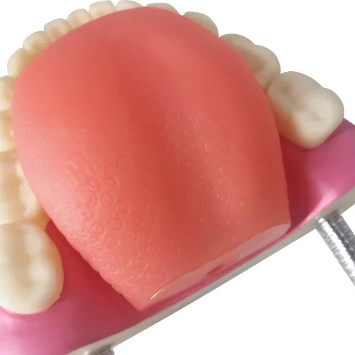 Vista 4 de EVOTECH SCIENTIFIC Modelo de cuidado de dientes dentales, W/cepillo de dientes gigante, Modelo de demostración de enseñanza de cuidado dental