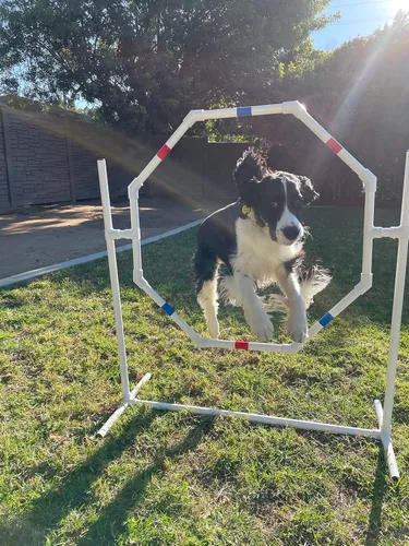 Vista 2 de Juego de cursos de equipo de entrenamiento de agilidad para perros, postes de tejido, salto de agilidad para perros con tazas de salto de agilidad