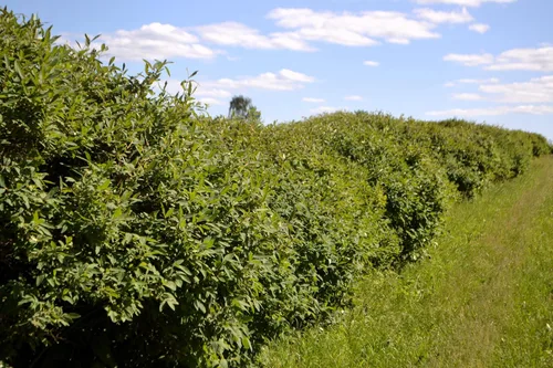 Vista 8 de 30 HONEYBERRY Blue Honeysuckle Lonicera Caerulea Edible Fruit Shrub Seeds