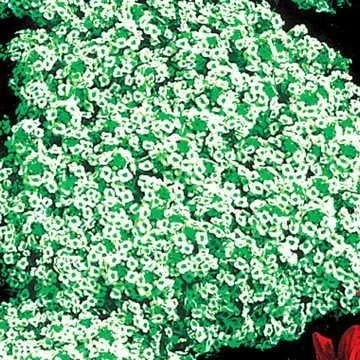 Vista 3 de Park Seed Cesta de Oro Compacta Alyssum Seeds, Vigorous Groundcover, Pack de 200 Semillas.