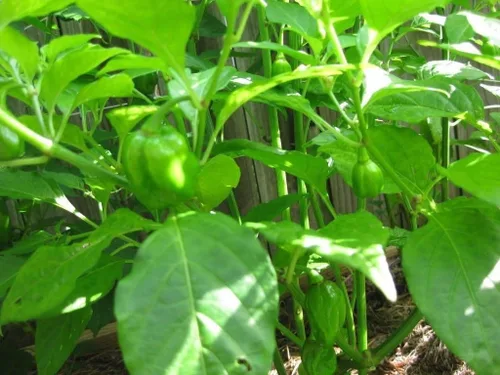 Vista 2 de Pimiento Dulce "Aji Dulce # 2"-(20 Semillas)Herencia Venezolana, Dulce, Sabroso -Raro