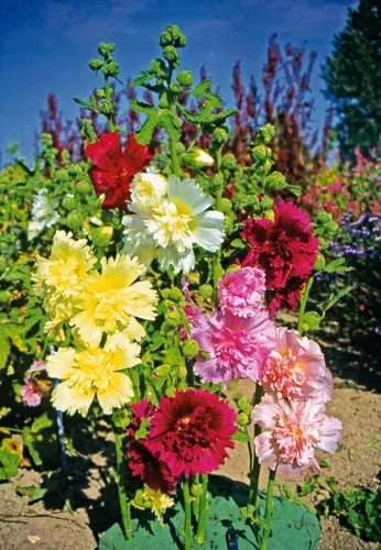 Vista 4 de Semillas Hollyhock Double Majorette Mix - Flores perennes para plantar - Sin OMG