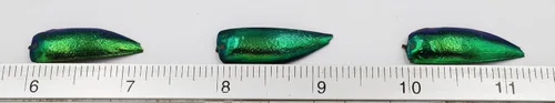 Vista 4 de 50 alas de escarabajo verde iridiscente sin perforar para hacer joyas, aretes de bricolaje y accesorios (50)