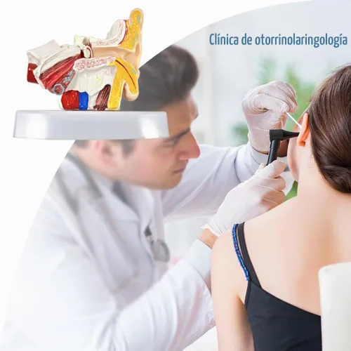 Vista 6 de Modelo de anatomía del oído humano de 1,5 veces con base