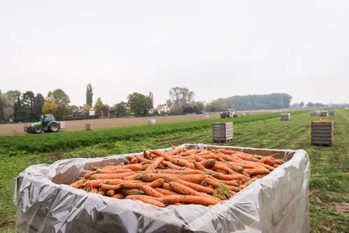 Vista 5 de Biotta Zumo de jengibre orgánico de zanahoria y naranja – Jugo 100% vegetal para energía, inmunidad y bienestar – Excelente fuente de nutrientes