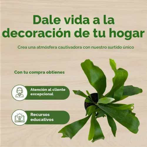 Vista 6 de BubbleBlooms Helecho cuerno de ciervo, en una olla de 4 pulgadas, Platycerium bifurcatum Elkhorn