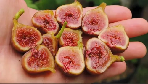 Vista 4 de Ficus carica - Higuera enana 'Little Ruby' - Higuera compacta y resistente - Fruta dulce ámbar malva - Centro rosa fresa - Ideal para contenedores
