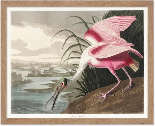Vista 53 de Poster Master Póster vintage de James Audubon – Impresión retro de amargo americano – Arte de aves de América – Regalo para hombres, mujeres