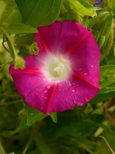 Vista 5 de Semillas Ruby Morning Glory Flores anuales para plantar