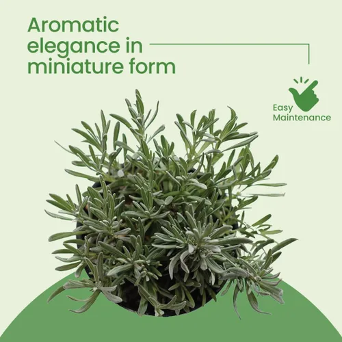 Vista 3 de American Plant Exchange Lavanda Inglesa – 6 Pulgadas con Maceta – Planta de Hierba Aromática Floreciente Viva, Vegetación Aromática Comestible