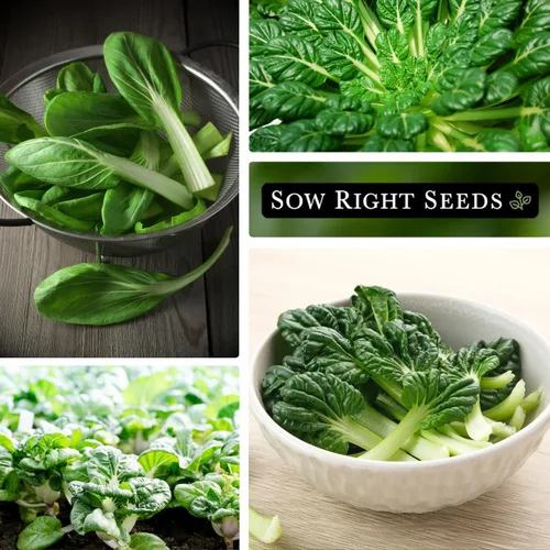 Vista 4 de Sow Right Seeds - Semillas Black Knight Tat SOI para plantar - Paquete de reliquia sin OMG con instrucciones para plantar un huerto casero - Mostaza