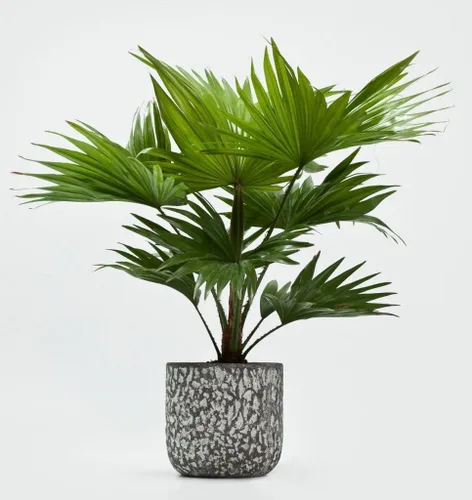 Vista 4 de Semillas de palmera china (Livistona chinensis) Árbol perenne de interior para plantar