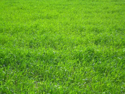 Vista 3 de Semillas de césped perenne ProTurf de Eretz (454g) - ¡Elija el tamaño! Semillas de césped premium cultivadas en el Valle de Willamette, Oregon