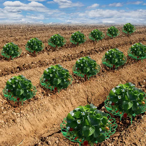 Vista 6 de Iceyyyy Paquete de 10 soportes para plantas de fresa, soporte para plantas de fresa con 4 pies de soporte, jaula de soporte para mantener las bayas